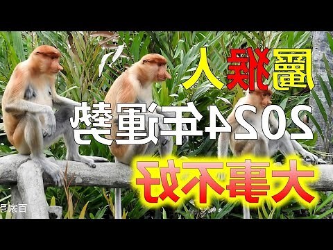1980 年生肖